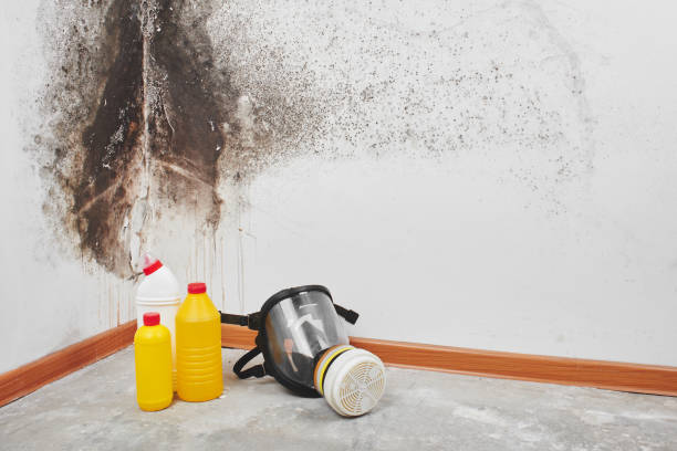 Best Certified Mold Removal  in Fairfield, CA