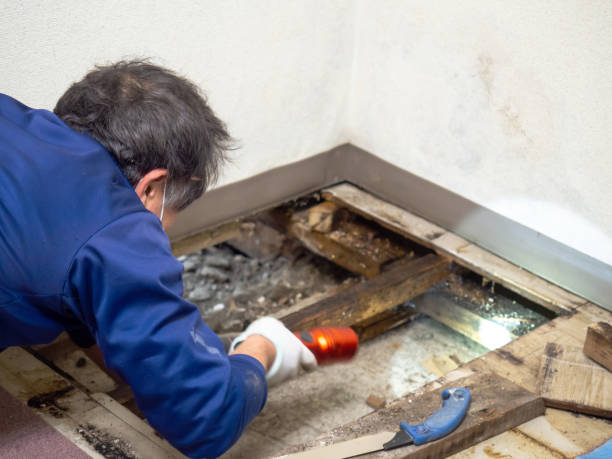 Best Local Mold Removal Service  in Fairfield, CA