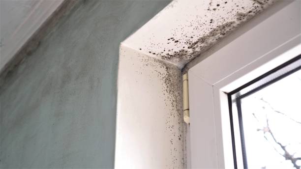 Best Mold Remediation  in Fairfield, CA