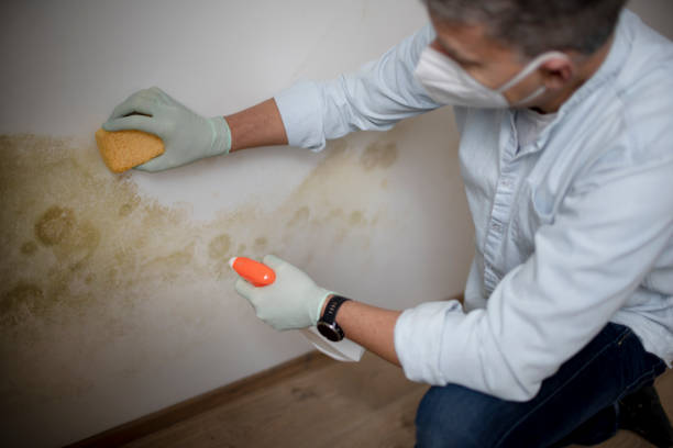 Best Emergency Mold Removal  in Fairfield, CA