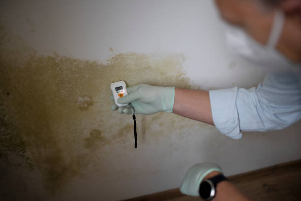 Best Mold Cleaning Services  in Fairfield, CA