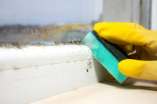 Best Mold Removal Company Near Me  in Fairfield, CA