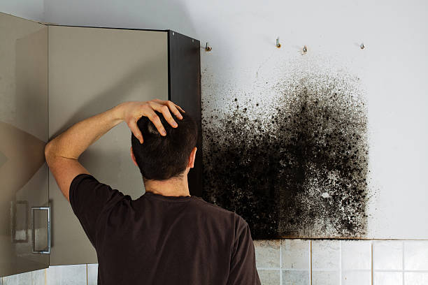 Best Residential Mold Removal  in Fairfield, CA