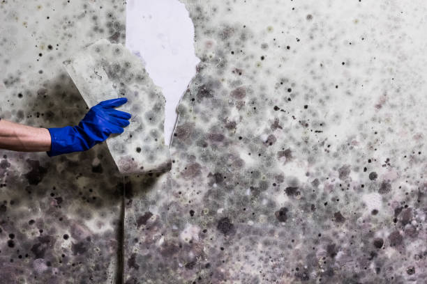 Best Certified Mold Removal  in Fairfield, CA