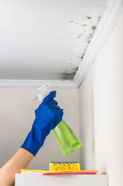 Best Fast Mold Removal  in Fairfield, CA